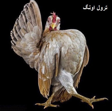 عکس خنده دار مرغ